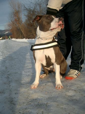 American Staffordshire Terrier Hunde Foto 29304 in höherer Auflösung ansehen American Staffordshire Terrier blue spring vom basauerhof