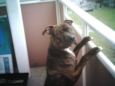 American Staffordshire Terrier Hunde Foto 29388 in höherer Auflösung ansehen American Staffordshire Terrier Mia