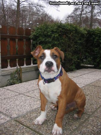 American Staffordshire Terrier Mexx