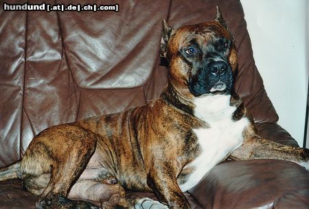 American Staffordshire Terrier Genius von Pirolnest
