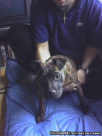 American Staffordshire Terrier Hunde Foto 9411 American Staffordshire Terrier das ist Cytah 6 monaten alt!! (frau)