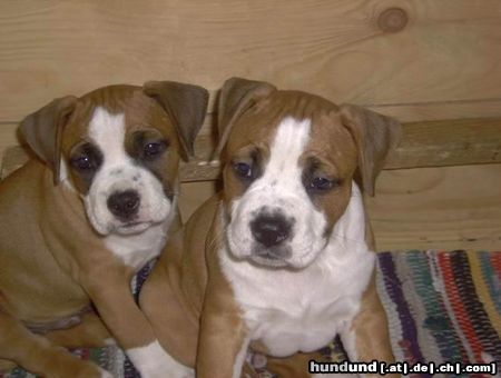 American Staffordshire Terrier Jelinek´s Wanda- Babys 2003