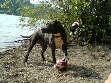 American Staffordshire Terrier Hunde Foto 33336 in höherer Auflösung ansehen American Staffordshire Terrier