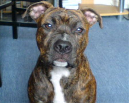American Staffordshire Terrier Hunde Foto 29186 American Staffordshire Terrier