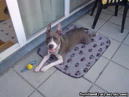 American Staffordshire Terrier Akira 