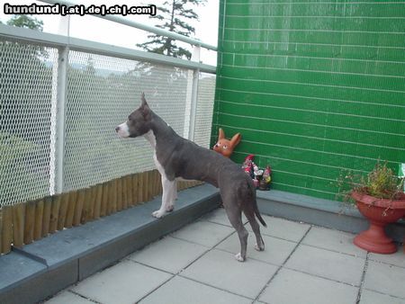 American Staffordshire Terrier Akira 