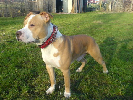American Staffordshire Terrier Hunde Foto 43285 in höherer Auflösung ansehen American Staffordshire Terrier 8 Monate