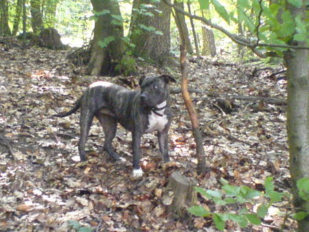 American Staffordshire Terrier Hunde Foto 33382 in höherer Auflösung ansehen American Staffordshire Terrier laila