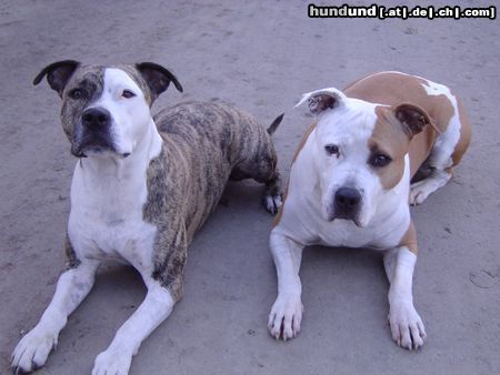 American Staffordshire Terrier Hunde Foto 9888 American Staffordshire Terrier