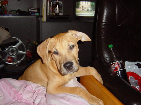 American Staffordshire Terrier Hunde Foto 30291 in höherer Auflösung ansehen American Staffordshire Terrier was???????????????????