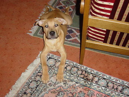 American Staffordshire Terrier Hunde Foto 30286 in höherer Auflösung ansehen American Staffordshire Terrier baby mit langen beinen
