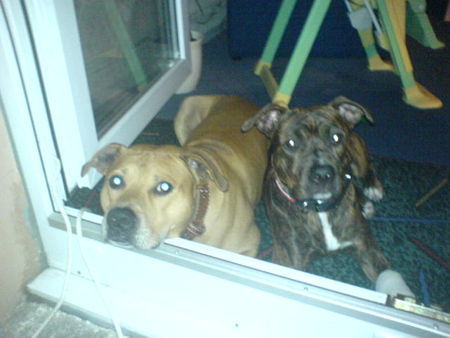American Staffordshire Terrier Hunde Foto 29187 in höherer Auflösung ansehen American Staffordshire Terrier Murphy & Mia