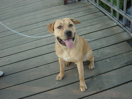 American Staffordshire Terrier Hunde Foto 30289 in höherer Auflösung ansehen American Staffordshire Terrier fighty