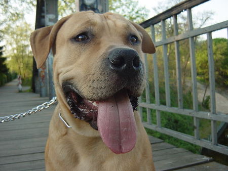 American Staffordshire Terrier Hunde Foto 30290 in höherer Auflösung ansehen American Staffordshire Terrier fighty