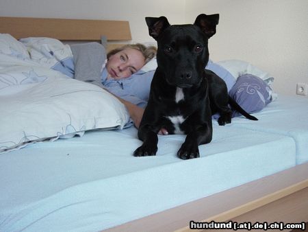 American Staffordshire Terrier Meine beiden Mädchen