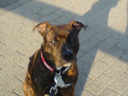American Staffordshire Terrier Hunde Foto 29188 in höherer Auflösung ansehen American Staffordshire Terrier mia