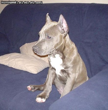 American Staffordshire Terrier