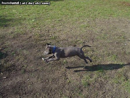 American Staffordshire Terrier