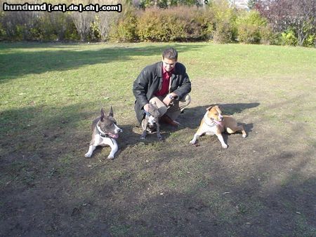 American Staffordshire Terrier