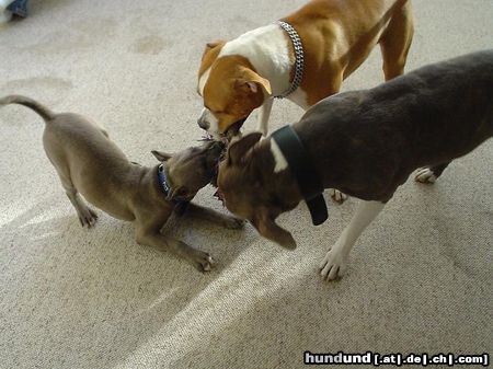 American Staffordshire Terrier