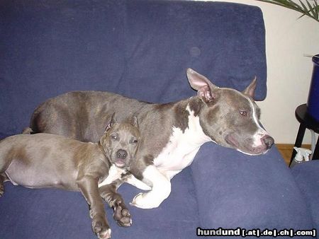 American Staffordshire Terrier Akira & Blue