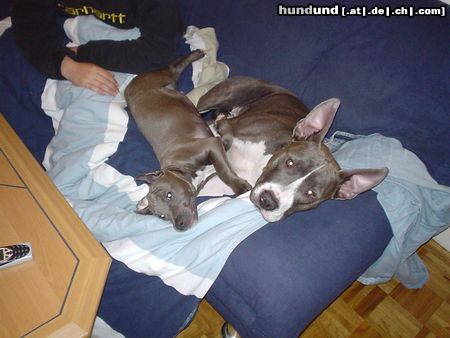 American Staffordshire Terrier Akira & Blue