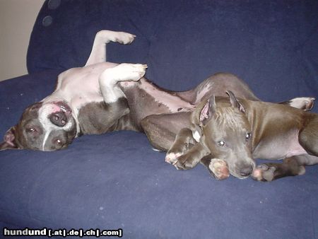American Staffordshire Terrier Akira & Blue