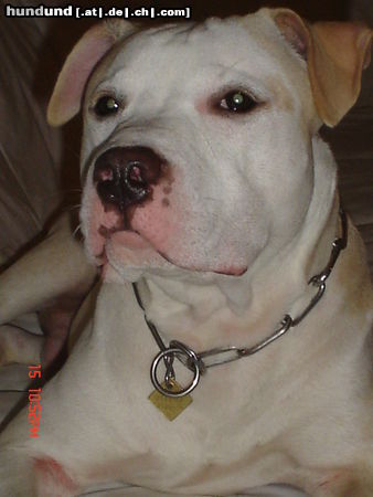 American Staffordshire Terrier Hunde Foto 24388 in höherer Auflösung ansehen American Staffordshire Terrier