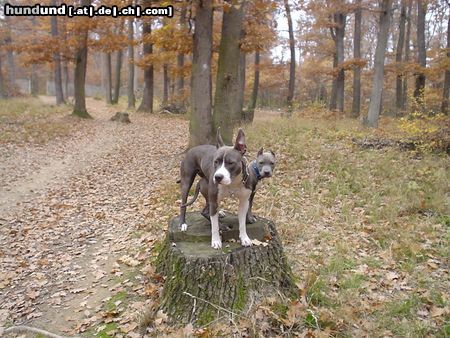 American Staffordshire Terrier Akira & Blue