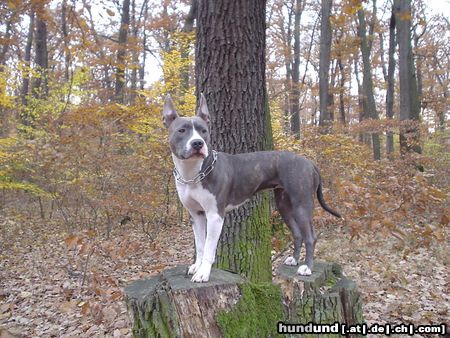 American Staffordshire Terrier Akira & Blue