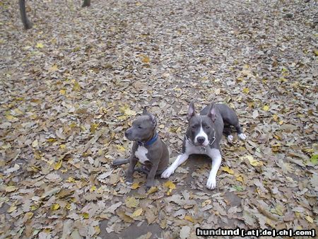 American Staffordshire Terrier Akira & Blue