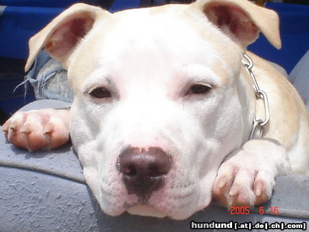 American Staffordshire Terrier Hunde Foto 24355 in höherer Auflösung ansehen American Staffordshire Terrier am staff