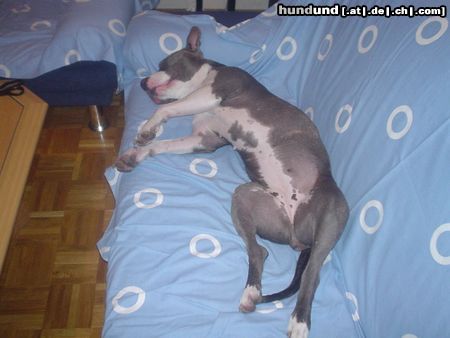 American Staffordshire Terrier Akira 