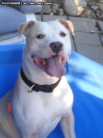 American Staffordshire Terrier Hunde Foto 25493 in höherer Auflösung ansehen American Staffordshire Terrier Jace