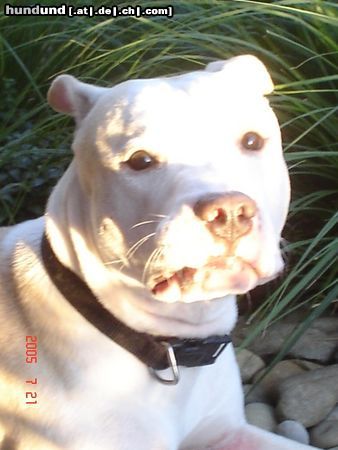 American Staffordshire Terrier Hunde Foto 25489 in höherer Auflösung ansehen American Staffordshire Terrier Jace