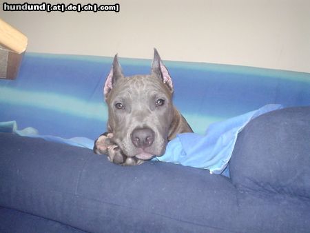 American Staffordshire Terrier Blue