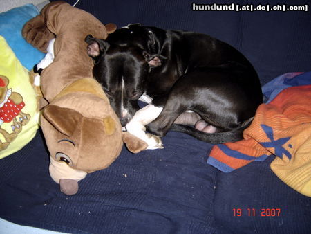American Staffordshire Terrier Hunde Foto 45322 in höherer Auflösung ansehen American Staffordshire Terrier Ich liebe es !!!