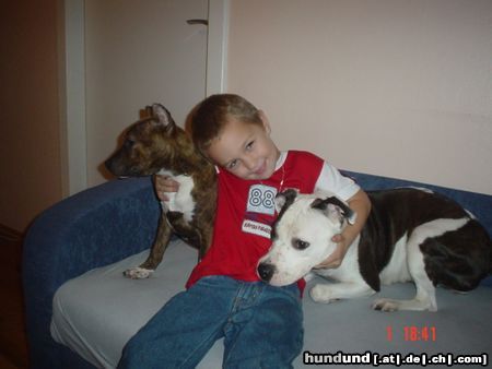 American Staffordshire Terrier Hunde Foto 18584 in höherer Auflösung ansehen American Staffordshire Terrier Grisu, Gina und Kevin