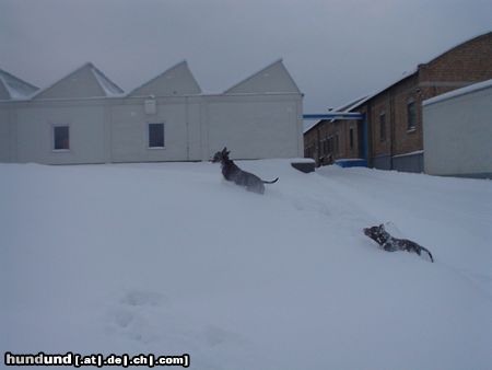 American Staffordshire Terrier Akira und Blue im Schnee