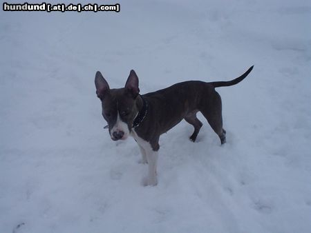 American Staffordshire Terrier Hunde Foto 8075 American Staffordshire Terrier Akira im Schnee