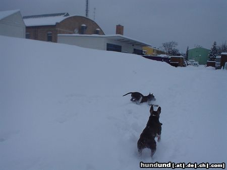 American Staffordshire Terrier Akira und Blue im Schnee