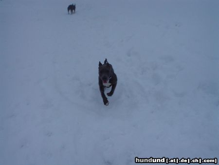 American Staffordshire Terrier Hunde Foto 8072 American Staffordshire Terrier Blue im Schnee