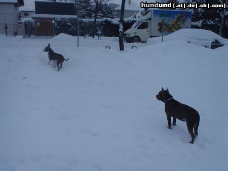 American Staffordshire Terrier Hunde Foto 8073 American Staffordshire Terrier Akira und Blue im Schnee