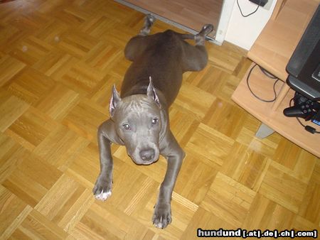 American Staffordshire Terrier Hunde Foto 8074 American Staffordshire Terrier Blue