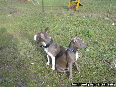 American Staffordshire Terrier Akira & Blue