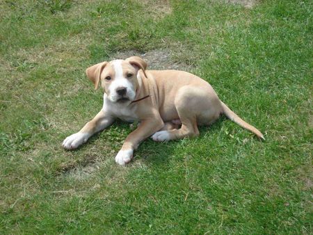 Amstaff Hundewelpe