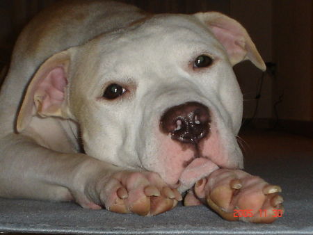 American Staffordshire Terrier Hunde Foto 29348 in höherer Auflösung ansehen American Staffordshire Terrier Jace