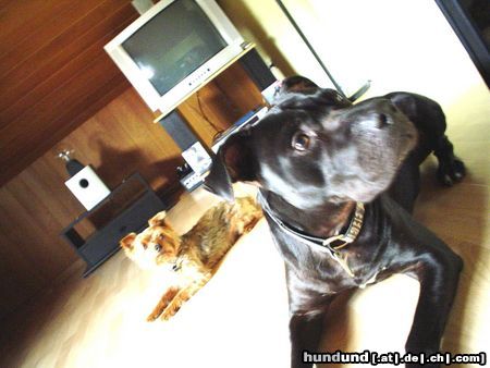 American Staffordshire Terrier Hunde Foto 12030 American Staffordshire Terrier nico mit kumpel dino