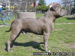 American Staffordshire Terrier Hunde Foto 20053 in höherer Auflösung ansehen American Staffordshire Terrier Blue Rock