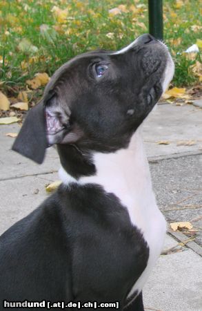 American Staffordshire Terrier Hunde Foto 45485 in höherer Auflösung ansehen American Staffordshire Terrier Bitte Bitte